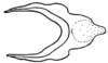 Borellia alejomesai Carbonell, 1995: Fig. 45C. cingulum, dorsal view. (Otu).