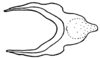 Fig. 45C. cingulum, dorsal view. Depicts Borellia alejomesai Carbonell, 1995, an Otu.