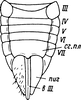 Ovipositor on Diplocolenus (Verdanus) Oman, 1949: Ovipositor. (Observation).