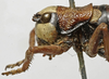 CollectionObject 1535968; 447d7091-fcad-48f0-9081-27e7b245c32e: female head and pronotum, lateral view (paratype). (CollectionObject).