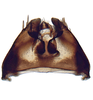 Pygofer, dorsal view: !! display not done !! on Paraclorindaia pinguis Zahniser, 2021: (Observation).