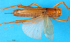 CollectionObject 1500146; 20d8e835-761e-445a-bf67-9b8cb7fbf6ad: female, dorsal view (holotype). (CollectionObject).
