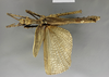 CollectionObject 1558889; 38332a44-9667-4685-b98e-7866f0574ab1: copyright NHMB Basle. male (holotype). (CollectionObject).