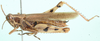 Exopropacris captiosus (Bolívar, 1908): female, lateral view. (Otu).