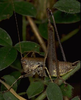 Rhacocleis neglecta (Costa, 1863): male (Sicily). (Otu).