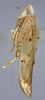Habitus, lateral view: (Observation).