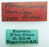 CollectionObject 1501022; 40be3203-8cae-4703-9e3d-354d89855c27: labels (holotype). (CollectionObject).