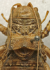 CollectionObject 1535967; e933068c-e7ab-4908-9752-a11158bd5d1d: female pronotum, dorsal view (paralectotype). (CollectionObject).