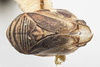 Habitus, dorsal view: !! display not done !! on Clastoptera brunnea Ball, 1919: (Observation).