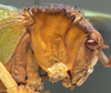 CollectionObject 1506536; 259eb6cd-693b-4d98-92c8-75cbb1b41f36: male pronotum, lateral view. (CollectionObject).