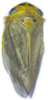 Habitus, dorsal view: male. (Observation).