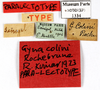 CollectionObject 1573703; MNHN(SF IMPORT DUPLICATE) MNHN-EP-EP1334, 64e9c7d9-c38b-4ba2-980b-e0558d843526: CC BY-NC-ND 4.0/MNHN - Depraetere Marion - 2014. Paralectotype, sex unknown, of colini Rochebrune, 1883. Specimen number: MNHN-EP-EP1334. http://coldb.mnhn.fr/catalognumber/mnhn/ep/ep1334. (CollectionObject).