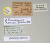 Ommatopseudes harmani (Brock, 1995): copyright Natural History Museum, London. male, data labels (paratype). (Otu).