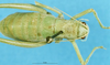 CollectionObject 1507124; e4c2536b-0390-4fb8-b845-14c22ee28fc1: female, dorsal view. (CollectionObject).