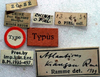 CollectionObject 1517127; a5da2419-1399-417b-a1d3-278aa3236811: labels (holotype). (CollectionObject).