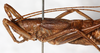 CollectionObject 1531907; NMW 9975, 8d5f4106-d4d6-48e0-b232-b7655704a795: female, dorso-lateral view (holotype). (CollectionObject).