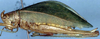 Parascopioricus lancifolius (Brunner von Wattenwyl, 1895): female, lateral view (Costa Rica, Puntarenas Prov., Manuel Antonio N. P.). (Otu).