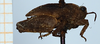 CollectionObject 1584346; b3fc7212-b1fe-4806-a8c3-d1f5eaf80fd6: immature female, lateral view (paratype of Apotettix eurycephalus). (CollectionObject).