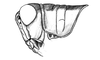 Dichromatos schrottkyi (Rehn, 1918): Fig. 5AF. male head and pronotum, lateral view. (Otu).