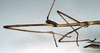 CollectionObject 1560915; 7bc1b81b-fe15-40ae-8562-9d2283aa5e07: copyright NMW. male: head and thorax, lateral view (syntype). (CollectionObject).;CollectionObject 1560916; b8f97275-b3f4-4847-9cda-4f8a5b4efe6b: copyright NMW. male: head and thorax, lateral view (syntype). (CollectionObject).