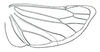 Hind wing: Neohecalus lineatus, male, hindwing. (Observation).