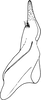 Stylus: Stylus. (Observation).