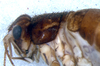 CollectionObject 1582269; 382d9f2c-5497-43f9-9704-370a993d4ba4: female, head and thorax, lateral view (paratype). (CollectionObject).
