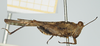 CollectionObject 1517996; f1b3f93e-8f2d-40eb-bfe6-19233d3f6856, NHMUK010924549: male (syntype), lateral view. (CollectionObject).