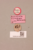 CollectionObject 1522164; a2e78f13-7ae7-4a52-94ba-0929befb5753, NHMUK015982320: labels (holotype). (CollectionObject).