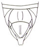 Peringueyacris namaqua (Péringuey, 1916): Fig. 25.5. end of male abdomen, dorsal view. (Otu).