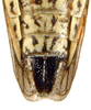 Aedeagus, ventral view: !! display not done !! on Cuerna balli Oman & Beamer, 1944: Male caudal abdomen, ventral view. (Observation).
