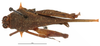 CollectionObject 1521842; OUM 704, cd123940-600e-4206-b4f0-8854e202de7a: female, dorsal view (holotype). (CollectionObject).