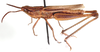 Keya capicola Uvarov, 1941: male, lateral view. (Otu).