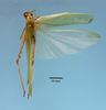 CollectionObject 1542804; a9b6e0c4-cbd2-418f-a652-fc66dd9fa743: male, body dorsal view (holotype). (CollectionObject).
