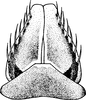 Subgenital plate: !! display not done !! on Paraphlepsius (Gamarex) brunneus (DeLong, 1916): Subgenital plate. (Observation).