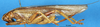 CollectionObject 1507150; 967a1911-d3a4-4536-acca-dcd67c7c1adb: female, lateral view. (CollectionObject).