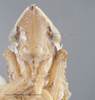 Head on Draeculacephala balli Van Duzee, 1915: Head/Face. (Observation).