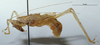 CollectionObject 1532847; NMW 3224891, d1b487f5-7152-4e67-82d8-da627a88caec: male habitus lateral view (syntype). (CollectionObject).