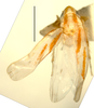 Habitus, dorsal view: !! display not done !! on Erythridula aspera (Beamer & Griffith, 1935): Habitus (holotype of E. neeli Hepner, INHS collection). (Observation).