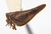 Habitus, lateral view: (Observation).