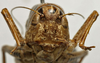 CollectionObject 1535144; a7879ff4-89a9-43b6-bb21-aedf7517837c: female, frontal view (syntype). (CollectionObject).