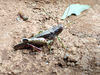 FieldOccurrence 43; b24eb67e-f5ca-4c37-930d-5fce7b0bbb29; Tanzania
Kilulu Hill coastal forest remain Tanga Region, 2023/03/??: female. (FieldOccurrence).