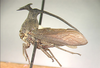 Elaphiceps Buckton, 1903: _Elaphiceps cervus_. (Otu).