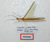 CollectionObject 1580897; 03ba2f96-e8ee-4437-b2c2-9b53588e03ea: copyright FRCS Sabah. female (holotype). (CollectionObject).
