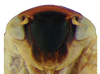 Head on Pseudocostanana rubromarginata (Domahovski & Cavichioli, 2023): Male holotype [DZUP]: head, ventral view. (Observation).