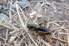 CollectionObject 1598778; 5f018fd5-4f02-4ada-98a2-c38a34080449: male. (CollectionObject).
