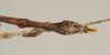 CollectionObject 1961436; NHMUK(SF IMPORT DUPLICATE) 844571, dd55e6f8-0782-47b6-a22b-3baca228529f: copyright Natural History Museum, London, photo by Paul Brock. male: end of abdomen, ventral view of synonym Pericentrus multilobatus (lectotype). (CollectionObject).