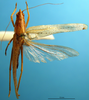 CollectionObject 1500323; 6f4685fa-013c-4a17-9eb0-b2aa93e8078e: male, dorsal view (syntype). (CollectionObject).