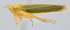 Habitus, lateral view: (Observation).