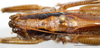 CollectionObject 1585131; e96d3a2f-b304-4cc9-913d-61c3c7299449: male, head and pronotum, dorsal view (scale bar: 5 mm). (CollectionObject).